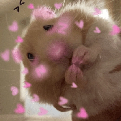Figurinha de Amor para todos❤️✨ para WhatsApp (2 de 15)