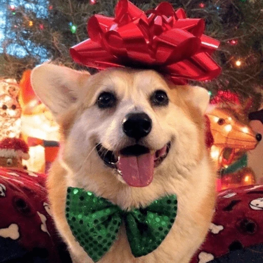 Figurinha de Animais de Natal 2🎄 para WhatsApp (2 de 28)