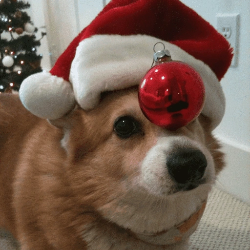 Figurinha de Animais de Natal 2🎄 para WhatsApp (4 de 28)