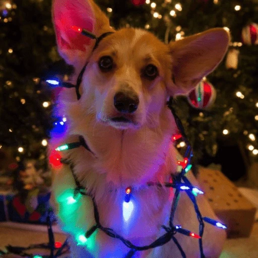Figurinha de Animais de Natal 2🎄 para WhatsApp (6 de 28)