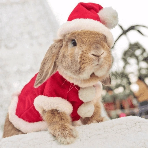 Figurinha de Animais de Natal 2🎄 para WhatsApp (7 de 28)