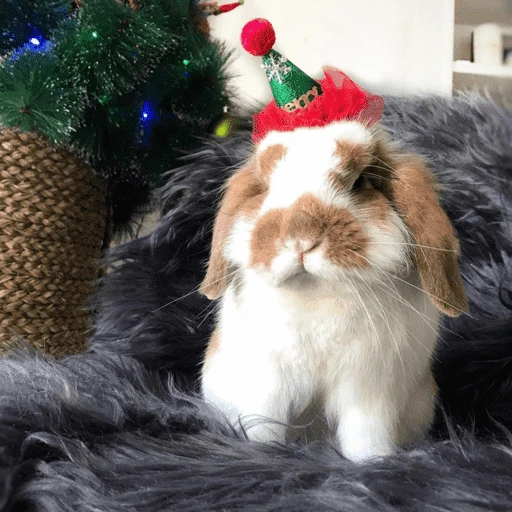 Figurinha de Animais de Natal 2🎄 para WhatsApp (11 de 28)