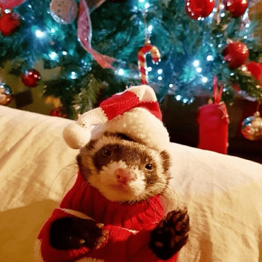 Figurinha de Animais de Natal 2🎄 para WhatsApp (14 de 28)