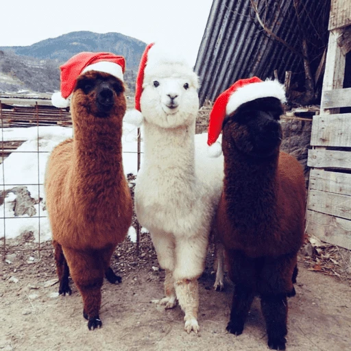 Figurinha de Animais de Natal 2🎄 para WhatsApp (15 de 28)