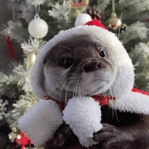 Figurinha de Animais de Natal 2🎄 para WhatsApp (16 de 28)
