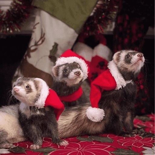 Figurinha de Animais de Natal 2🎄 para WhatsApp (17 de 28)