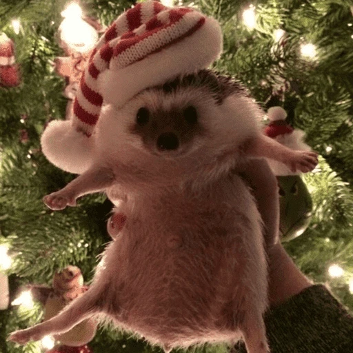 Figurinha de Animais de Natal 2🎄 para WhatsApp (19 de 28)