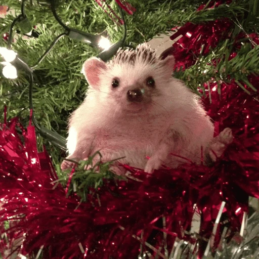 Figurinha de Animais de Natal 2🎄 para WhatsApp (23 de 28)