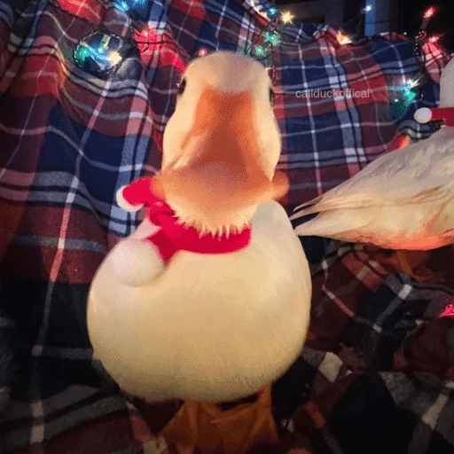 Figurinha de Animais de Natal 2🎄 para WhatsApp (24 de 28)