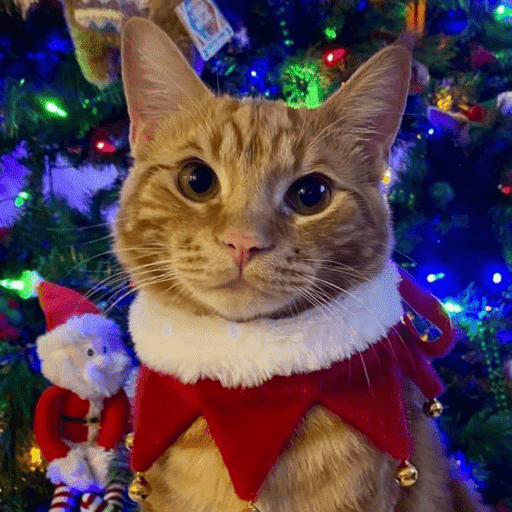 Figurinhas de Animais de Natal 2🎄 para WhatsApp