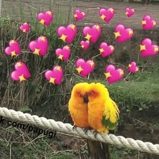 Figurinha de Animais fofos (4 de 15)