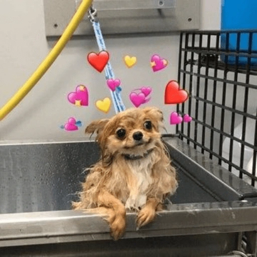 Figurinha de Animais fofos (7 de 15)