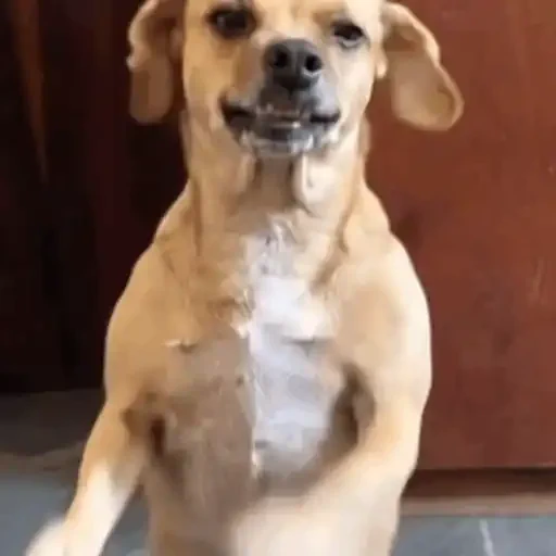 Figurinha de Animais IA (10 de 15)