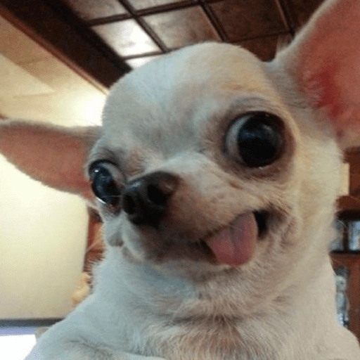 Figurinha de ANIMAIS REAÇÕES (6 de 15)