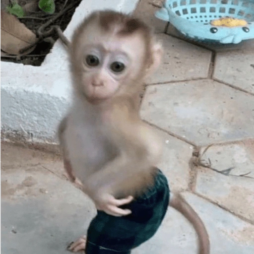 Figurinha de ANIMAIS REAÇÕES (10 de 15)
