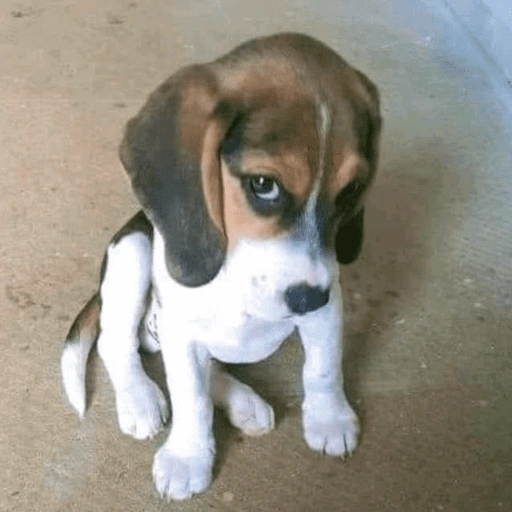 Figurinha de ANIMAIS REAÇÕES (15 de 15)