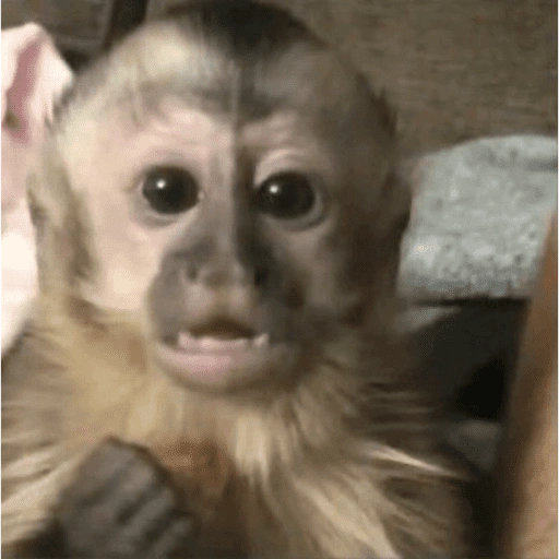 Figurinha de ANIMAIS 😆 para WhatsApp (3 de 15)
