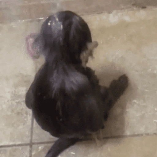 Figurinha de ANIMAIS 😆 para WhatsApp (15 de 15)