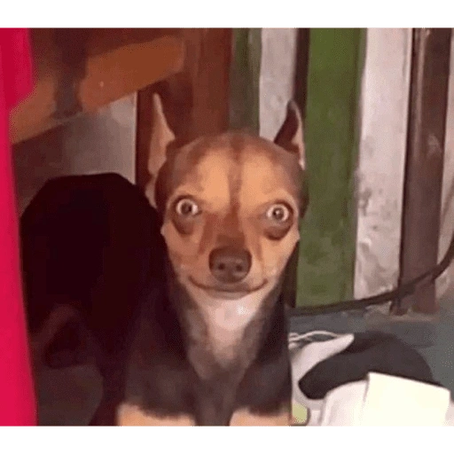 Figurinha de Animalillos☺️ (15 de 15)
