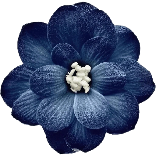 Figurinha de blue flower (4 de 17)