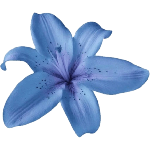 Figurinha de blue flower (5 de 17)