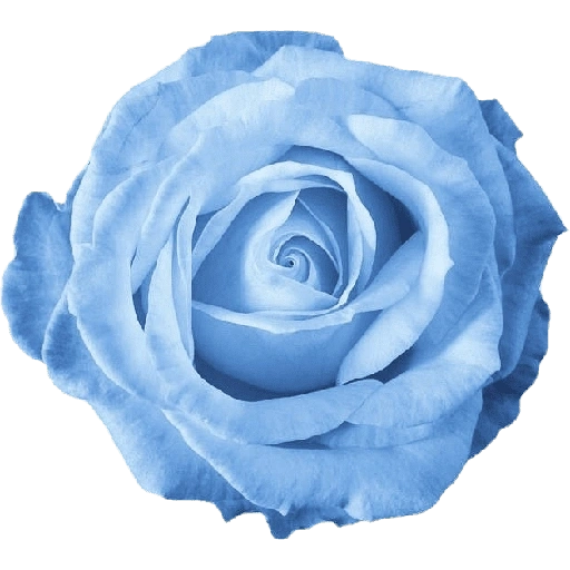Figurinha de blue flower (8 de 17)