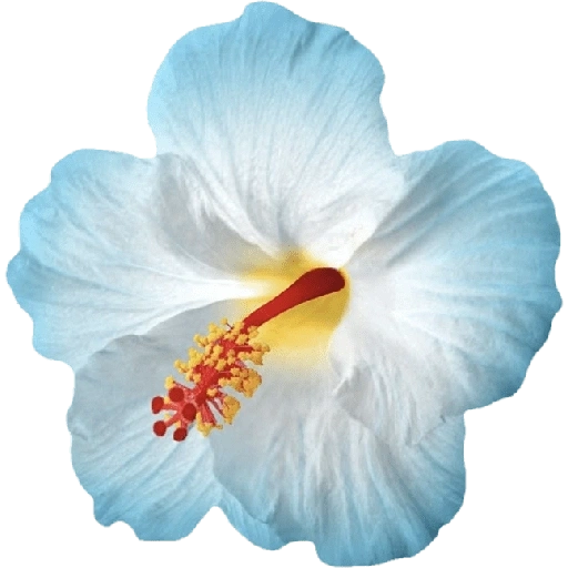 Figurinha de blue flower (13 de 17)