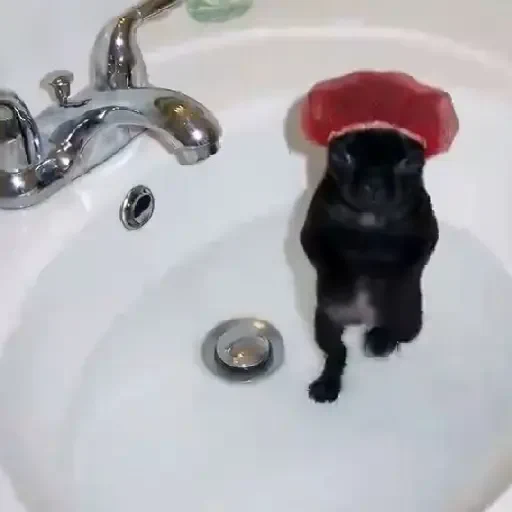 Figurinha de cachorrinho dançando na pia (1 de 10)