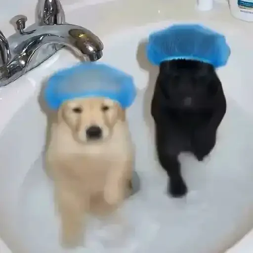 Figurinha de cachorrinho dançando na pia (2 de 10)