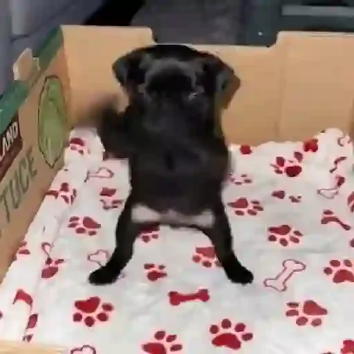 Figurinha de cachorrinho dançando na pia (3 de 10)