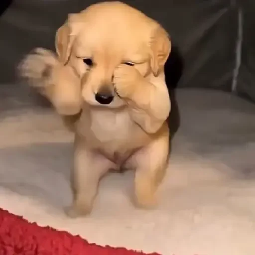 Figurinha de cachorrinho dançando na pia (4 de 10)