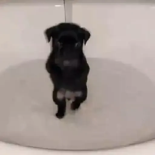 Figurinha de cachorrinho dançando na pia (5 de 10)