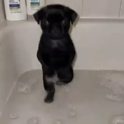 Figurinha de cachorrinho dançando na pia (6 de 10)