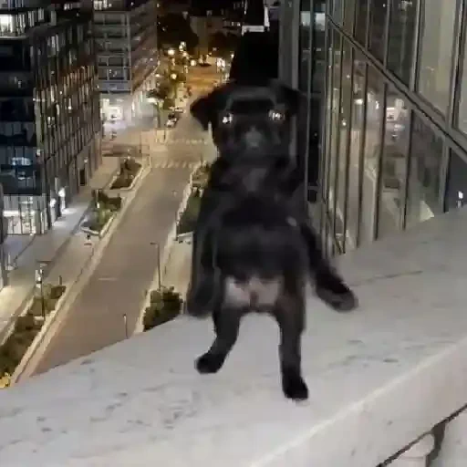 Figurinha de cachorrinho dançando na pia (7 de 10)