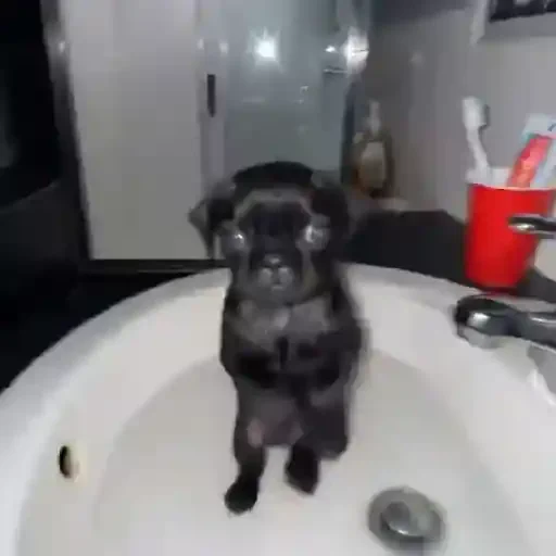 Figurinha de cachorrinho dançando na pia (8 de 10)