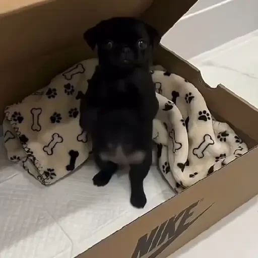 Figurinha de cachorrinho dançando na pia (9 de 10)