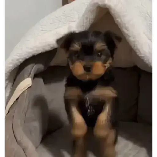 Figurinha de cachorrinho dançando na pia (10 de 10)