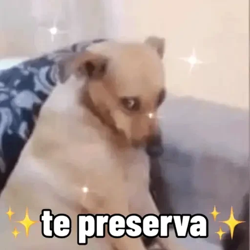 Figurinha de cachorro responde para WhatsApp (3 de 15)