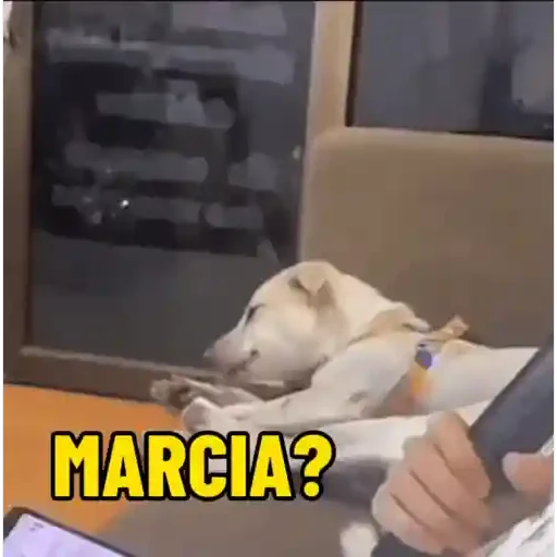 Figurinha de cachorro responde para WhatsApp (7 de 15)