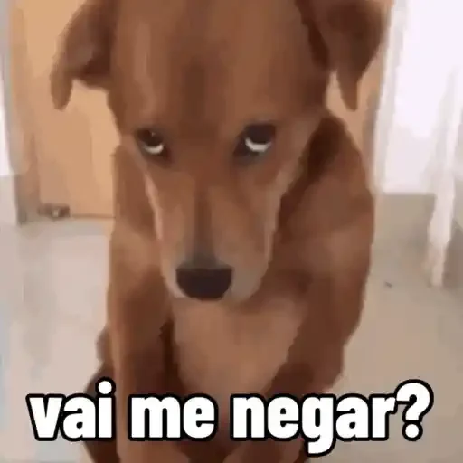 Figurinha de cachorro responde para WhatsApp (9 de 15)