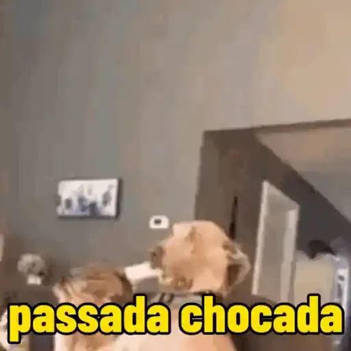 Figurinha de cachorro responde para WhatsApp (13 de 15)