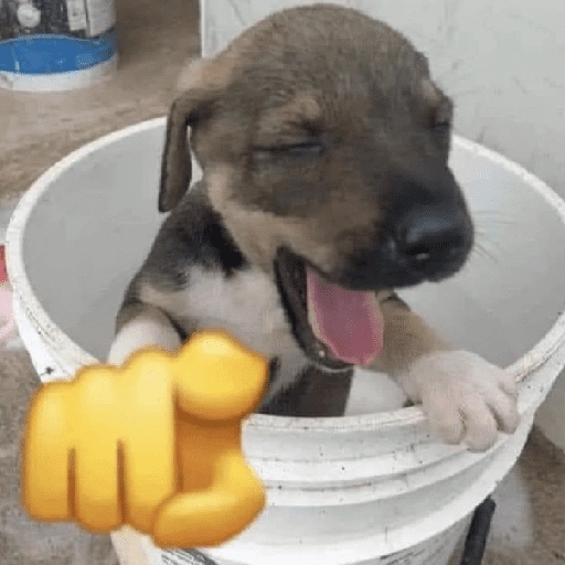 Figurinha de CACHORROS COM EMOJIS 🐶 (8 de 16)