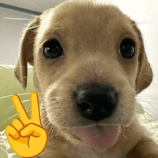 Figurinha de CACHORROS COM EMOJIS 🐶 (14 de 16)