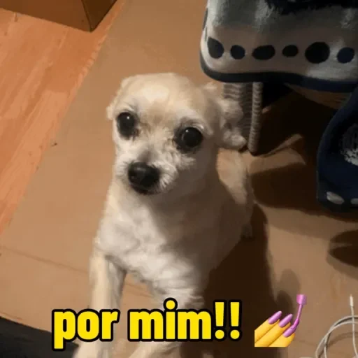 Figurinha de cachorros debochados (5 de 15)