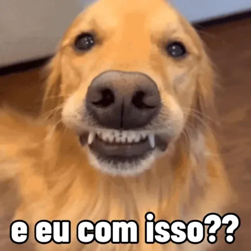 Figurinha de cachorros debochados (6 de 15)