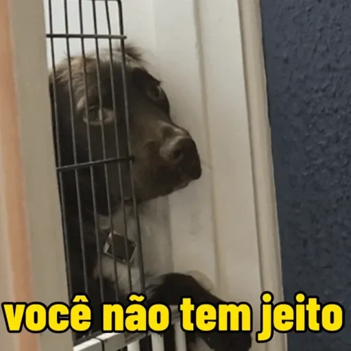 Figurinha de cachorros debochados (13 de 15)