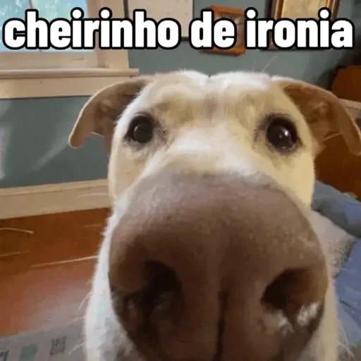 Figurinha de cachorros debochados (15 de 15)