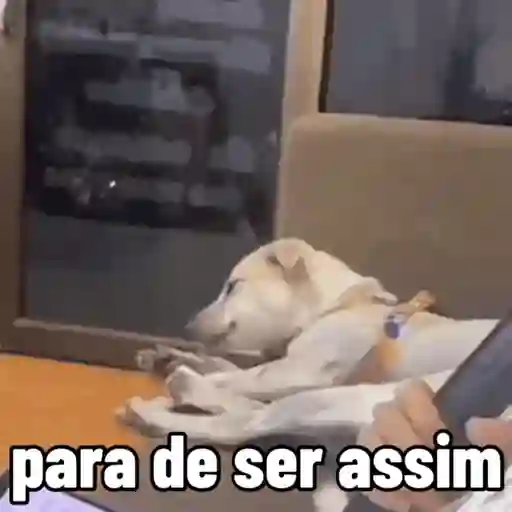 Figurinhas de cachorros debochados para WhatsApp