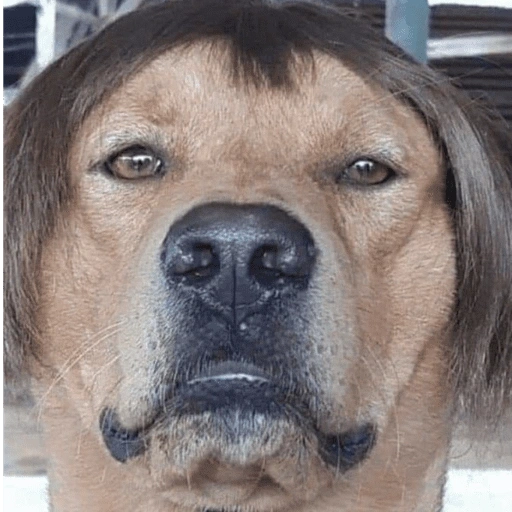 Figurinha de Cachorros engraçado (3 de 16)