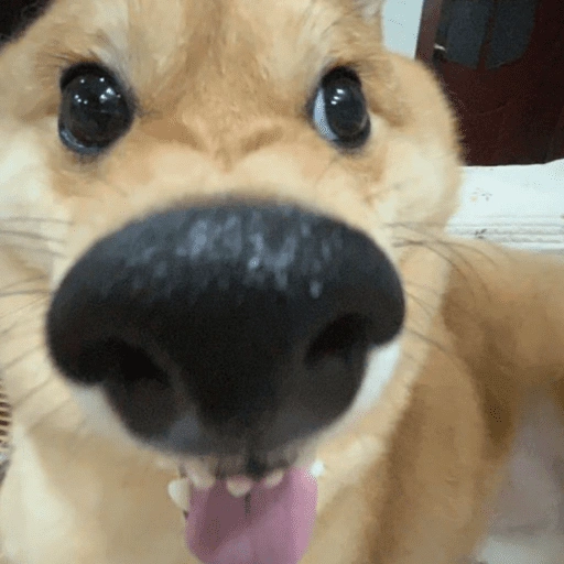 Figurinha de Cachorros engraçado (5 de 16)